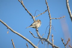 Fringilla coelebs