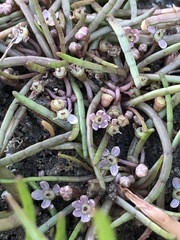 Lilaeopsis polyantha
