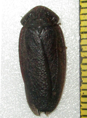 Derocalymma