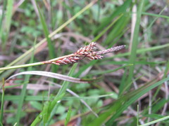 Carex ericetorum