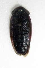 Derocalymma