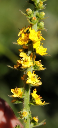 Image of Agrimonia bracteata by (c) Tony Rebelo, some rights reserved (CC BY-SA)