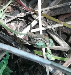 Papaipema nebris