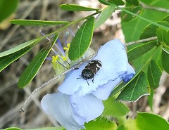 Acmaeodera virgo