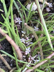 Lilaeopsis polyantha