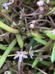 Lilaeopsis polyantha