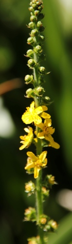 Image of Agrimonia bracteata by (c) Tony Rebelo, some rights reserved (CC BY-SA)