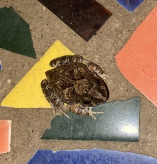 Platyplectrum ornatum