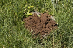 Cryptomys hottentotus