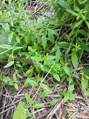 Myosotis sparsiflora
