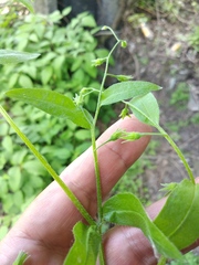 Myosotis sparsiflora