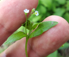Myosotis sparsiflora