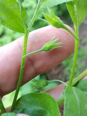 Myosotis sparsiflora