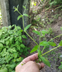 Myosotis sparsiflora