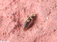 Panchaetothripidae