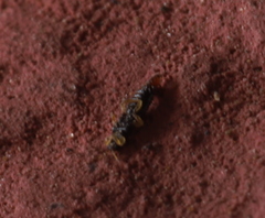 Panchaetothripidae