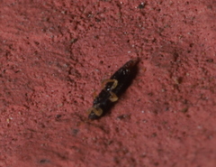 Panchaetothripidae