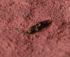 Panchaetothripidae