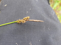 Carex ericetorum