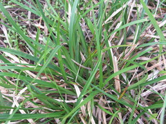 Carex ericetorum