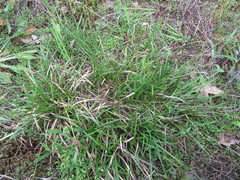 Carex ericetorum