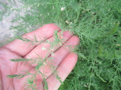 Asparagus pallasii