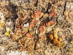 Melanohalea exasperata