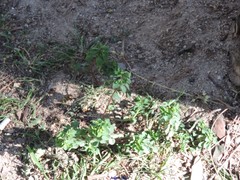 Euphorbia peplus