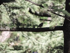 Passer montanus