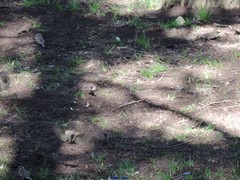 Passer montanus