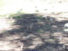 Passer montanus