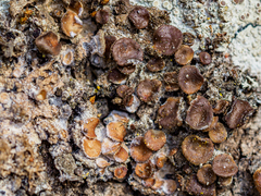 Melanohalea exasperata