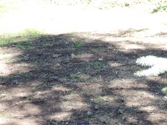 Passer montanus