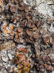 Melanohalea exasperata