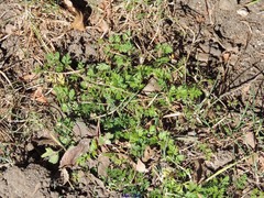 Anthriscus caucalis