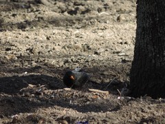 Turdus merula merula