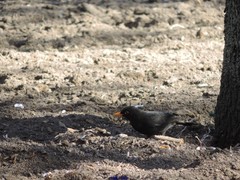 Turdus merula merula