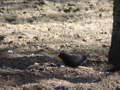 Turdus merula merula