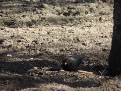 Turdus merula merula