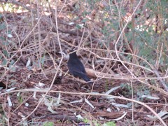 Turdus merula merula