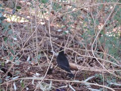 Turdus merula merula