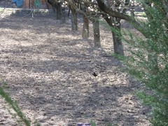 Turdus merula merula