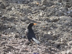 Turdus merula