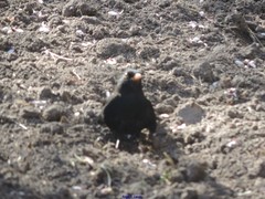 Turdus merula
