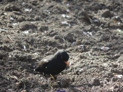 Turdus merula