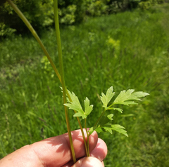 Ranunculus acris