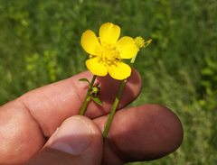 Ranunculus acris