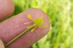 Ranunculus acris