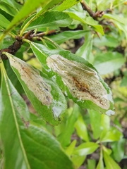 Phyllonorycter leucographella