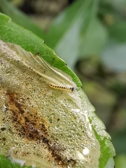 Phyllonorycter leucographella